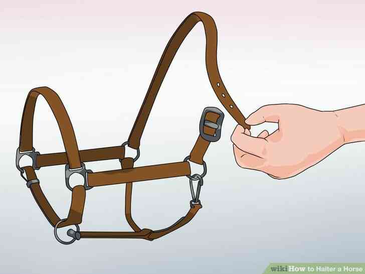 Image intitulée Licol Cheval Étape 1